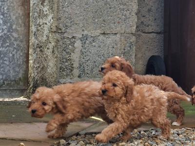 Cockapoo puppies for sale in Wexford