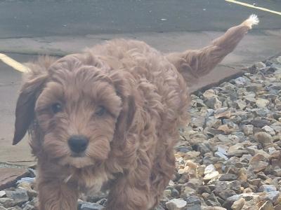 Cockapoo puppies for sale in Wexford