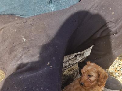 Cockapoo puppies for sale in Wexford