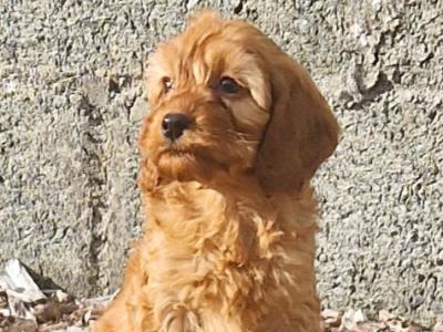 Cockapoo puppies for sale in Wexford
