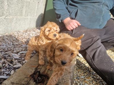 Cockapoo puppies for sale in Wexford