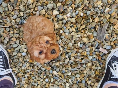 Cockapoo puppies for sale in Wexford