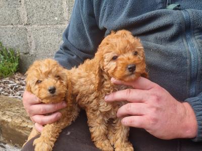 Cockapoo puppies for sale in Wexford