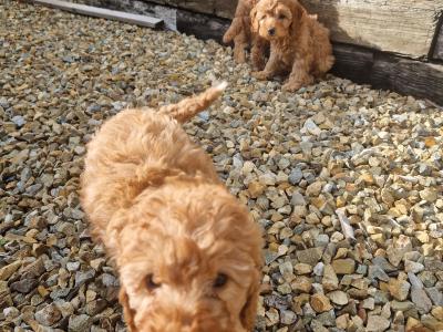 Cockapoo puppies for sale in Wexford