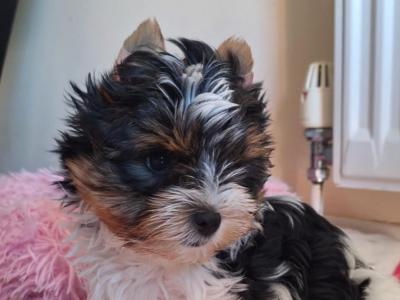 Male Biewer Yorkshire Terrier puppy in Roscommon