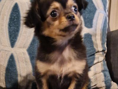 Longhaired female Chihuahua puppy in Tipperary