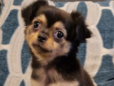 Longhaired female Chihuahua puppy in Tipperary