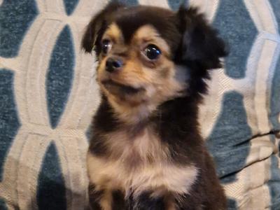 Longhaired female Chihuahua puppy in Tipperary