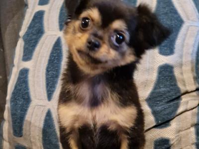 Longhaired female Chihuahua puppy in Tipperary