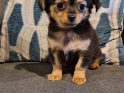 Longhaired female Chihuahua puppy in Tipperary
