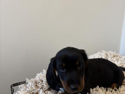 Dachshund puppies in Westmeath, males €750 females €850