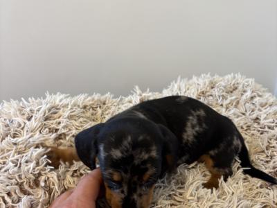 Dachshund puppies in Westmeath, males €750 females €850