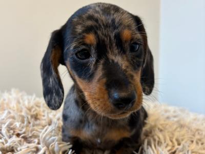 Dachshund puppies in Westmeath, males €750 females €850