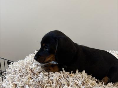 Dachshund puppies in Westmeath, males €750 females €850