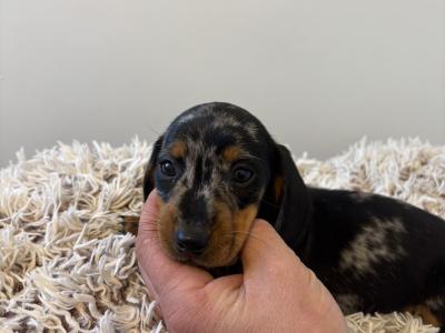 Dachshund puppies in Westmeath, males €750 females €850