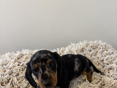 Dachshund puppies in Westmeath, males €750 females €850