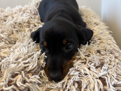 Dachshund puppies in Westmeath, males €750 females €850