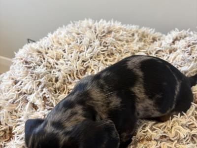 Dachshund puppies in Westmeath, males €750 females €850