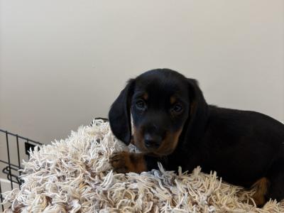 Dachshund puppies in Westmeath, males €750 females €850