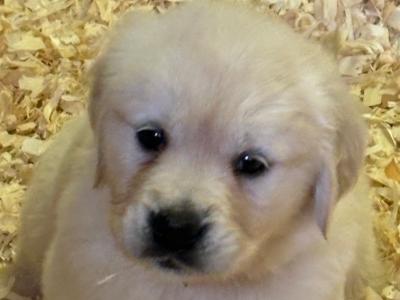 Beautiful purebred IKC Registered(pending) Golden Retriever puppies in Limerick