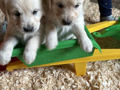Beautiful purebred IKC Registered(pending) Golden Retriever puppies in Limerick