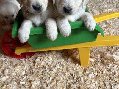 Beautiful purebred IKC Registered(pending) Golden Retriever puppies in Limerick