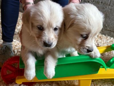 Beautiful purebred IKC Registered(pending) Golden Retriever puppies in Limerick