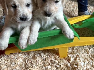 Beautiful purebred IKC Registered(pending) Golden Retriever puppies in Limerick