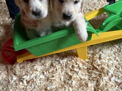 Beautiful purebred IKC Registered(pending) Golden Retriever puppies in Limerick