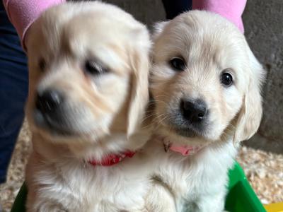 Beautiful purebred IKC Registered(pending) Golden Retriever puppies in Limerick