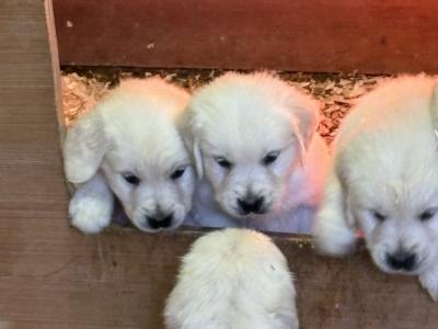 Beautiful purebred IKC Registered(pending) Golden Retriever puppies in Limerick