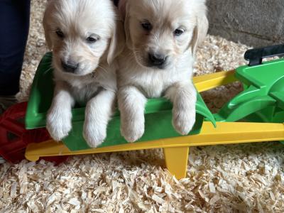 Beautiful purebred IKC Registered(pending) Golden Retriever puppies in Limerick