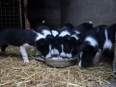 Border Collie pups for sale in Louth