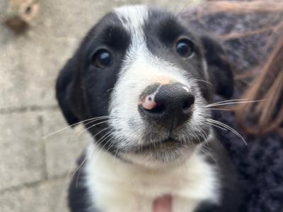 Border Collie pups for sale in Louth
