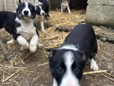 Border Collie pups for sale in Louth