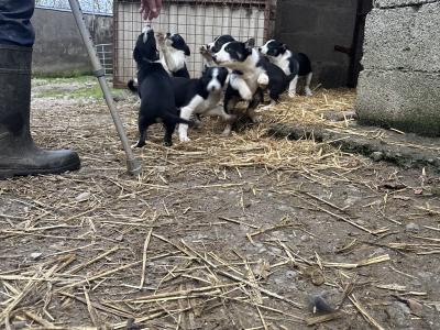 Border Collie pups for sale in Louth