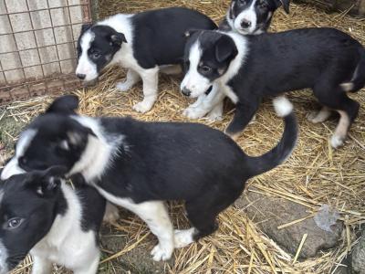 Border Collie pups for sale in Louth