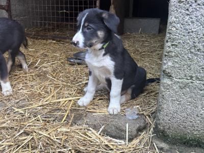 Border Collie pups for sale in Louth