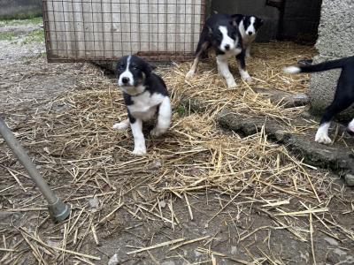 Border Collie pups for sale in Louth