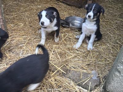 Border Collie pups for sale in Louth