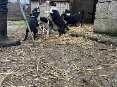 Border Collie pups for sale in Louth