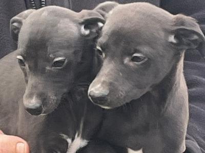 Whippet puppies in Laois