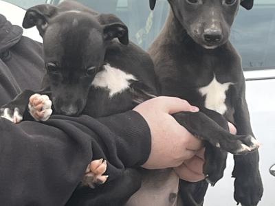 Whippet puppies in Laois