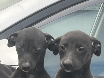 Whippet puppies in Laois