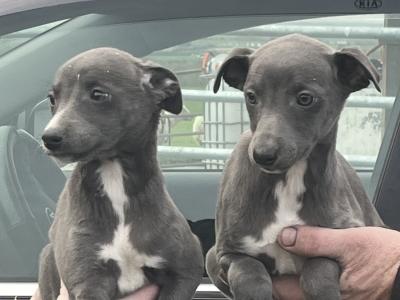 Whippet puppies in Laois