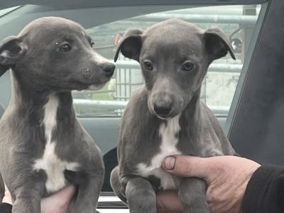 Whippet puppies in Laois