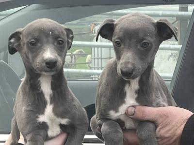 Whippet puppies in Laois