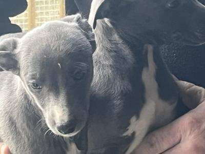 Whippet puppies in Laois