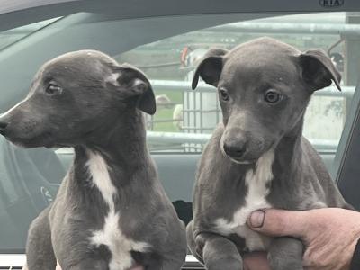 Whippet puppies in Laois