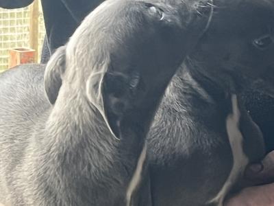 Whippet puppies in Laois